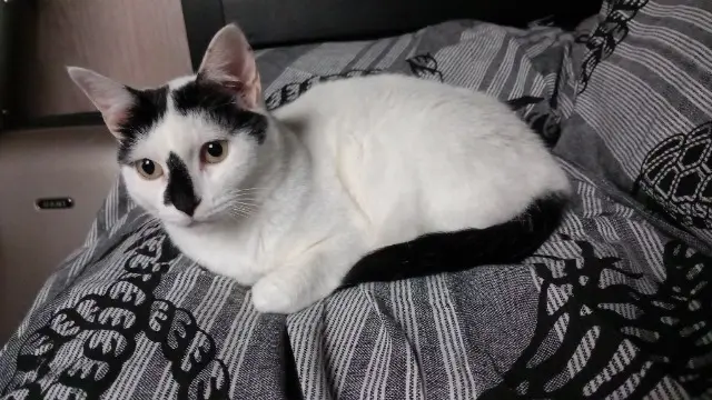 chatte lost   77100 Meaux Hera