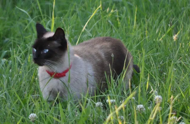 chatte lost   77510 Saint-Denis-lès-Rebais Iris