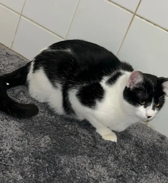 chatte lost   77100 Meaux Isis