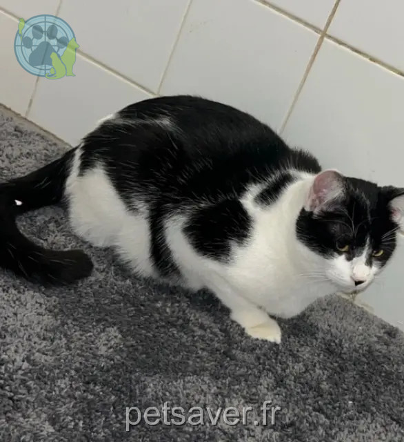 kat vermist 77100 Meaux Isis kat lost 77100 Meaux Isis