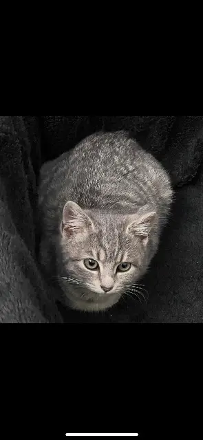 chatte lost   77130 Montereau-Fault-Yonne JENNA