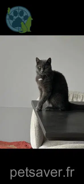 chatte lost   77174 Villeneuve-le-Comte Kaïna