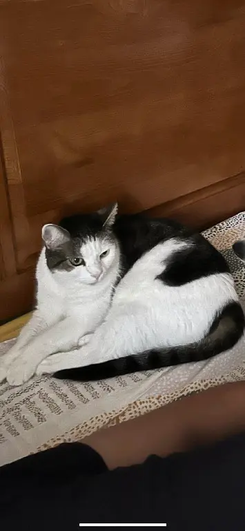 Chatte Perdue 77 Seine-et-Marne - Keyla Chatte Perdue 77 Seine-et-Marne - Keyla