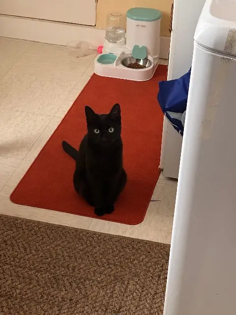 chatte lost   77890 Gironville Khalessi