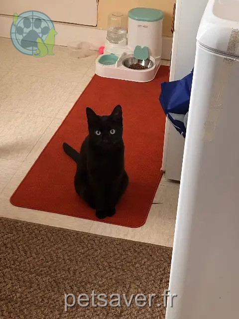 chatte perdue 77890 Gironville Khalessi chatte lost 77890 Gironville Khalessi