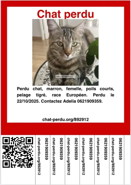 chatte lost   77400 Lagny-sur-Marne Kiara