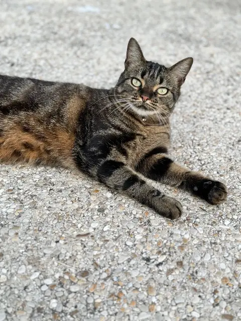 chatte lost   77820 Le Châtelet-en-Brie Kida