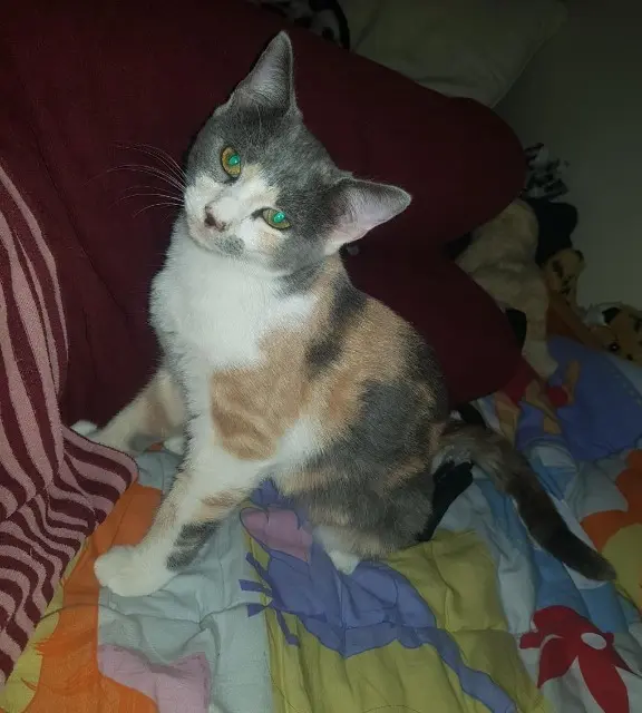 chatte lost   77200 Torcy Kira