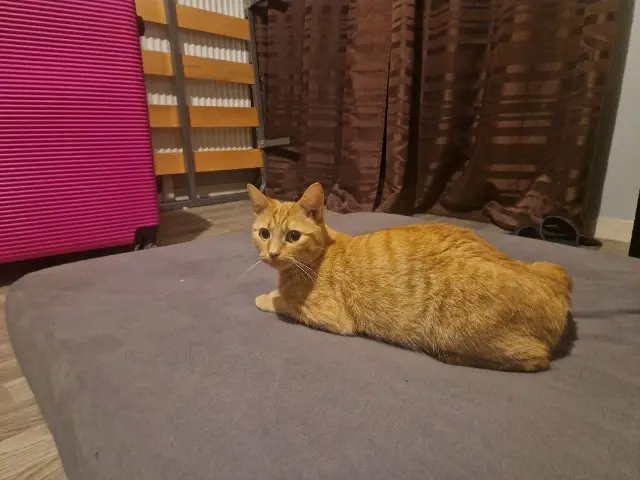 chatte lost   77130 Montereau-Fault-Yonne Kitty