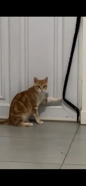 chatte lost   77120 Mouroux Kyu