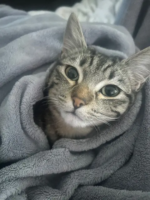 chatte lost   77515 La Celle-sur-Morin LAOUEN