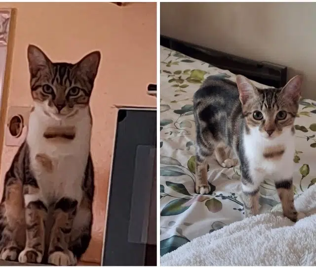 chatte lost   77330 Ozoir-la-Ferrière Laïka