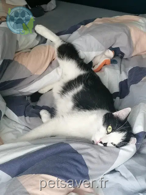 chatte lost   77610 Fontenay-Trésigny Lilith
