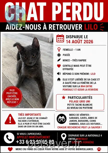 chatte lost 77330 Ozoir-la-Ferrière Lilo