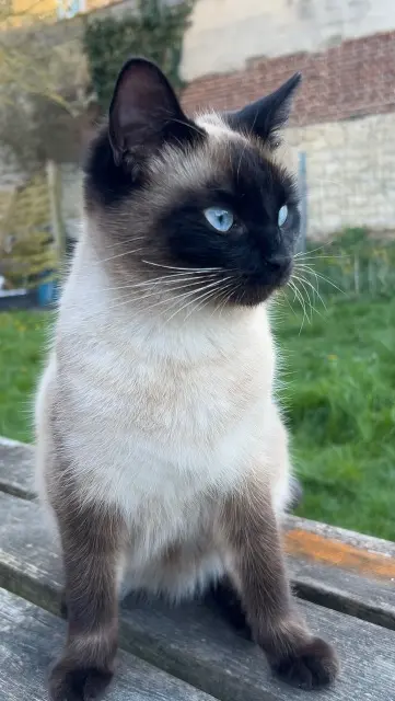 chatte lost   77290 Mitry-Mory Lina