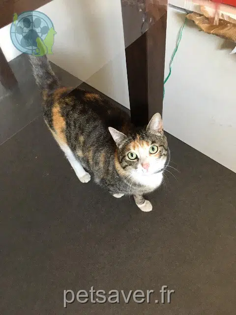 gata lost   77610 Châtres Lola