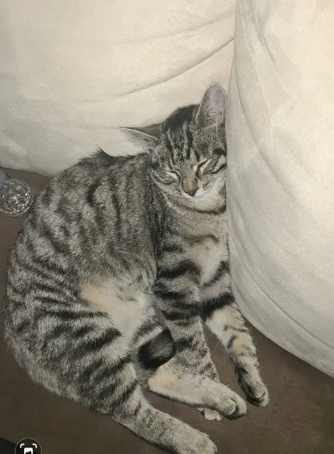 chatte lost   77540 Lumigny-Nesles-Ormeaux Mia