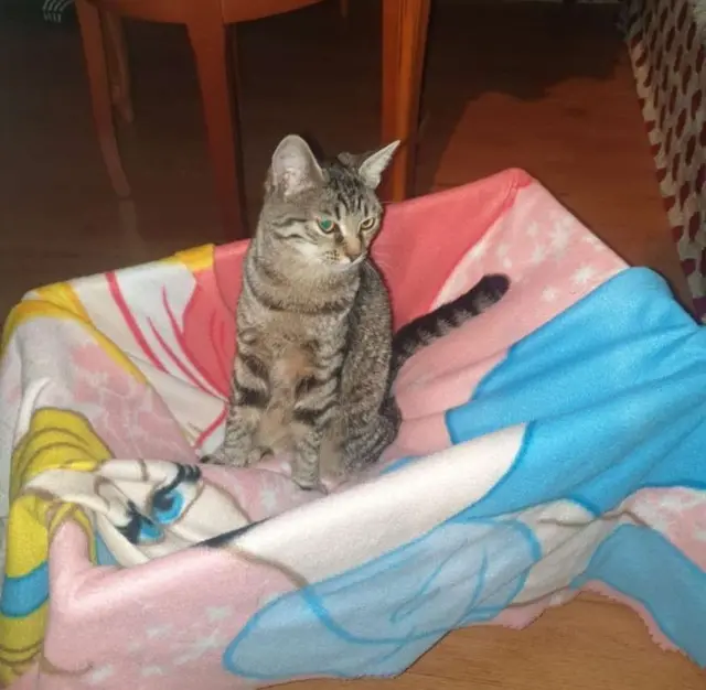 chatte lost   77350 Le Mée-sur-Seine Luna