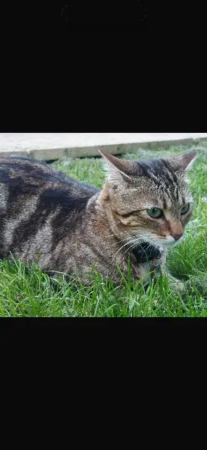 chatte lost   77600 Jossigny Luna