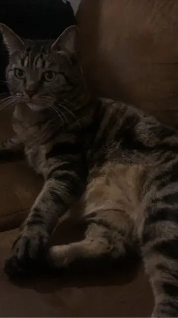 chatte lost   77420 Champs-sur-Marne Luna