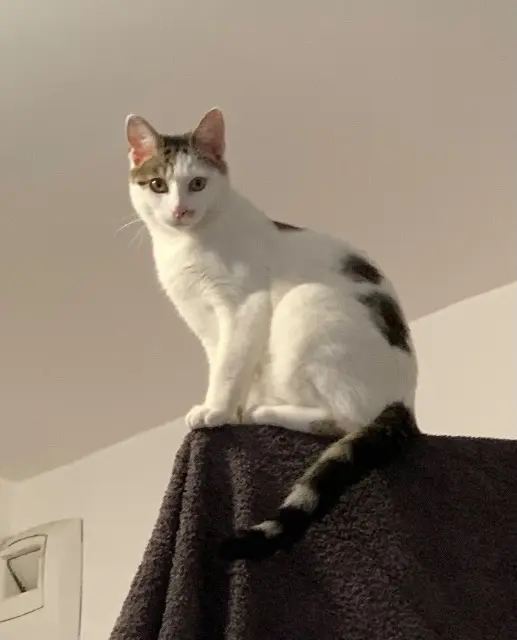 chatte lost   77310 Saint-Fargeau-Ponthierry Lux