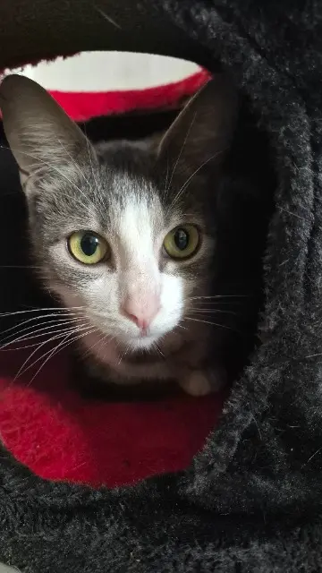 chatte lost   77350 Le Mée-sur-Seine Ma fille