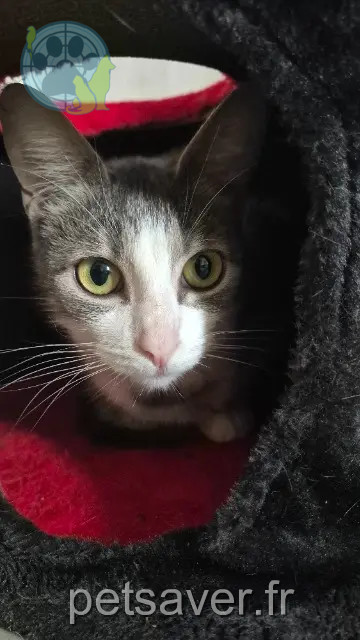 kat vermist 77350 Le Mée-sur-Seine Ma fille kat lost 77350 Le Mée-sur-Seine Ma fille