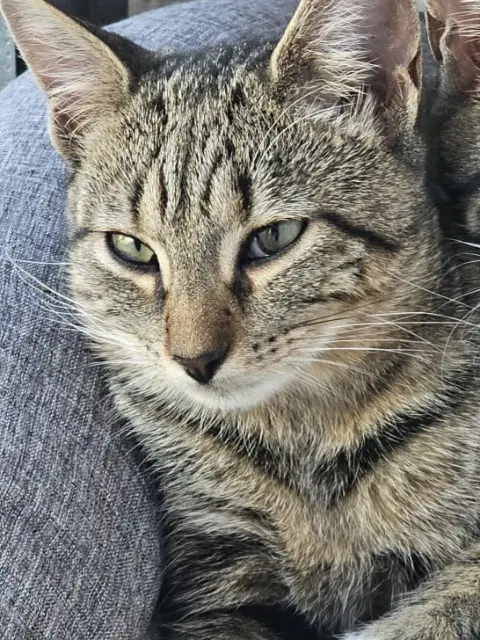 chatte lost   77540 Le Plessis-Feu-Aussoux Machka