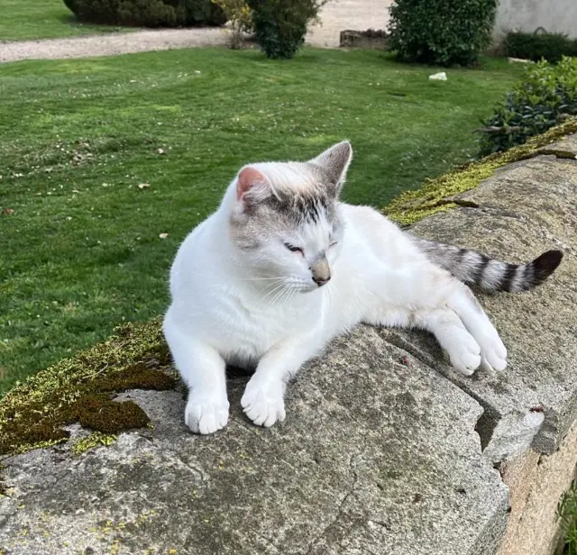 gatta persa 77300 Fontainebleau Madeleine gatta lost 77300 Fontainebleau Madeleine