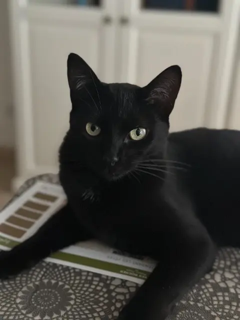 chatte lost   77300 Fontainebleau maggie