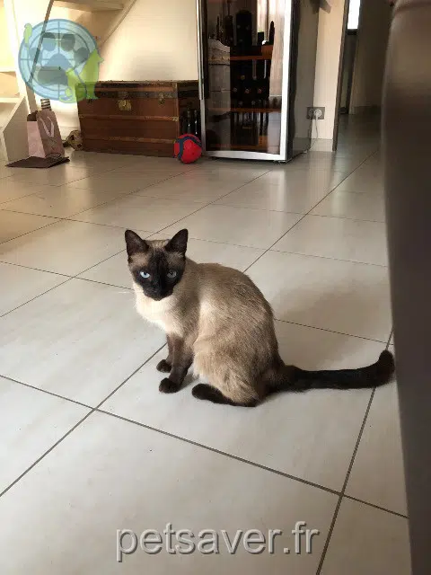 gatta lost   77680 Roissy-en-Brie Mallow
