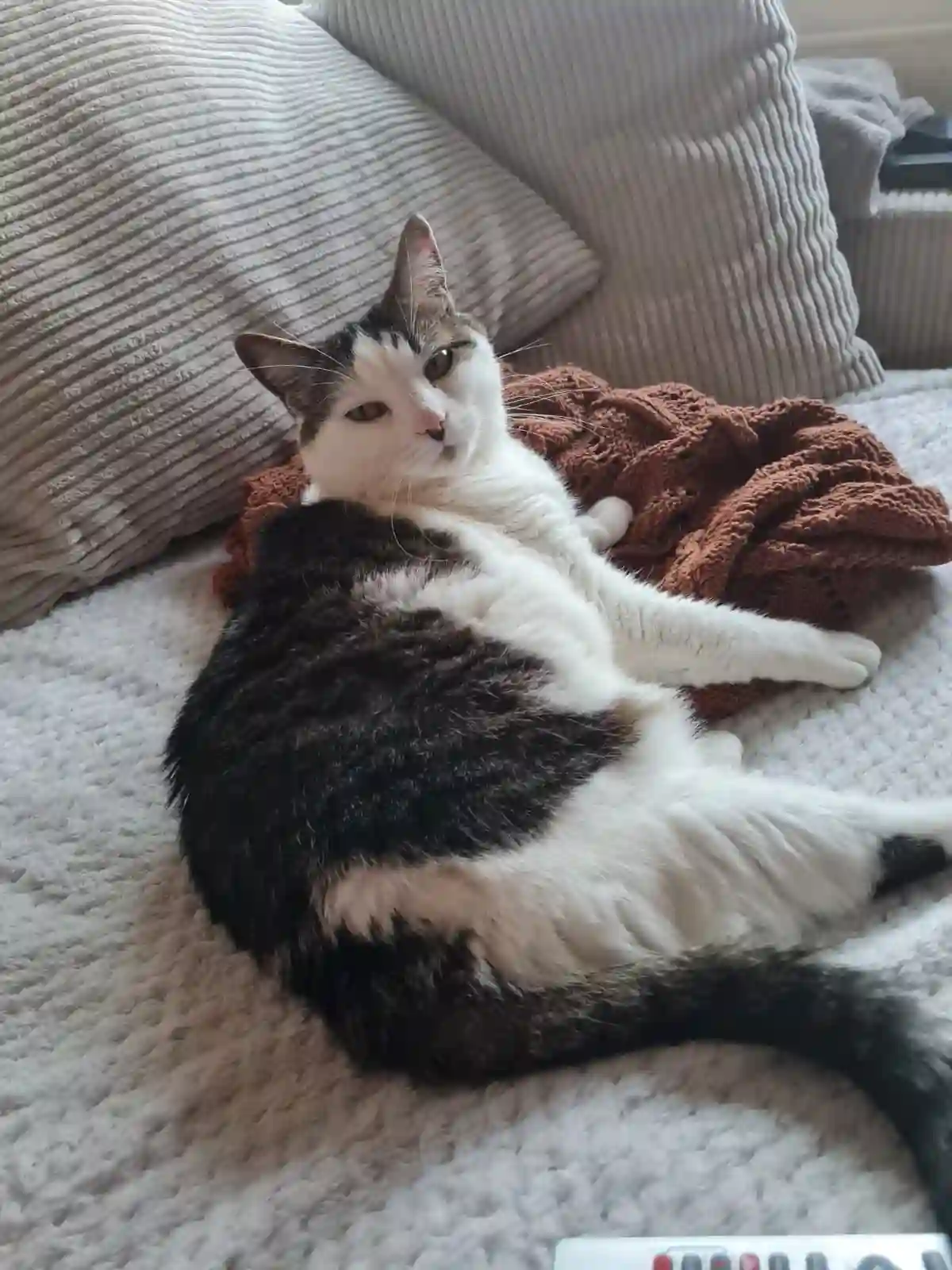 Chatte Perdue 77 Seine-et-Marne - May Chatte Perdue 77 Seine-et-Marne - May