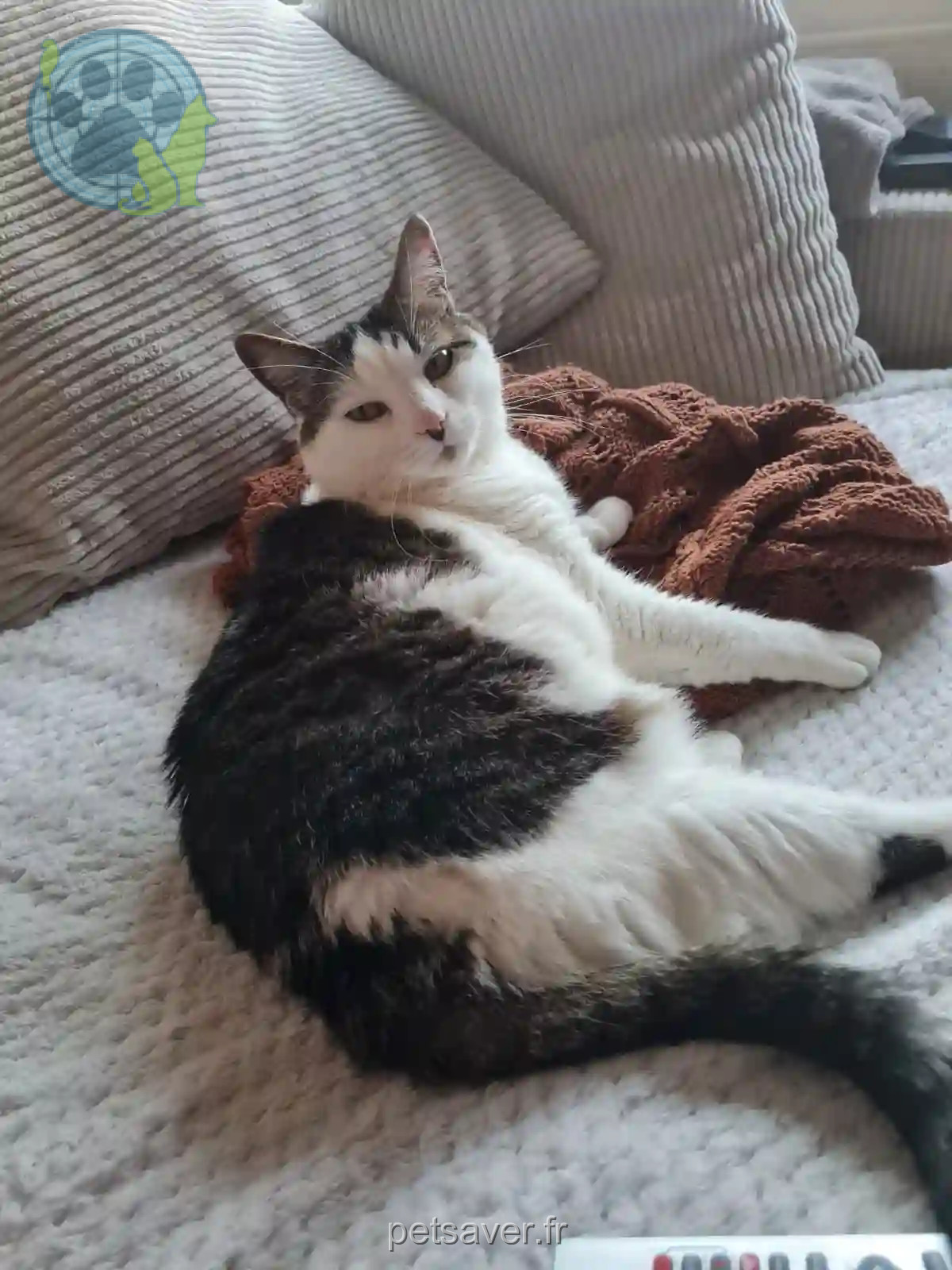 Chatte Perdue 77 Seine-et-Marne - May Chatte Perdue 77 Seine-et-Marne - May