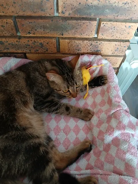 chatte lost   77500 Chelles Maya