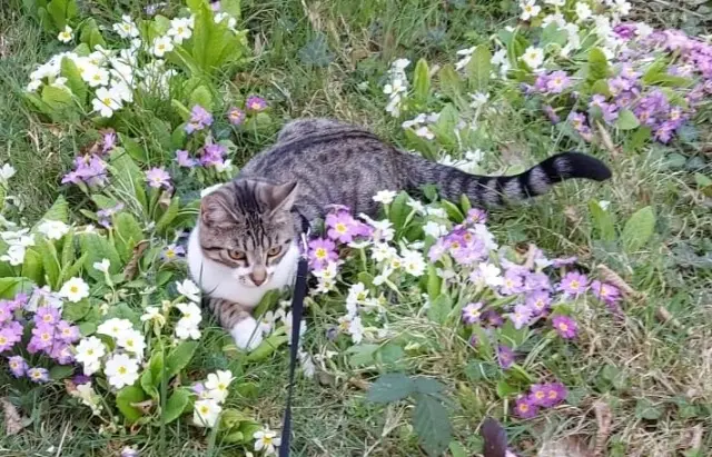 chatte lost   77220 Gretz-Armainvilliers MAYA