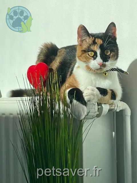 cat lost 77130 Marolles-sur-Seine Maya cat lost 77130 Marolles-sur-Seine Maya
