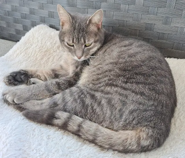 chatte lost   77680 Roissy-en-Brie MEÏ