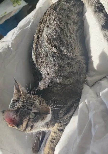 chatte lost   77340 Pontault-Combault Mia