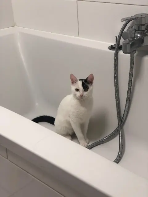 chatte lost   77330 Ozoir-la-Ferrière Mia