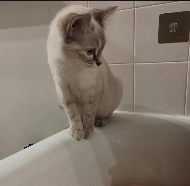 chatte lost   77300 Fontainebleau Mia