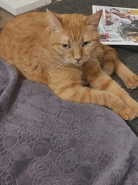 chatte lost   77190 Dammarie-les-Lys Mila