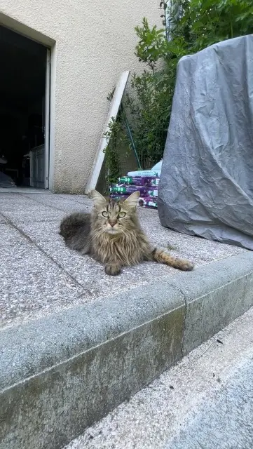 chatte lost   77176 Savigny-le-Temple Milou