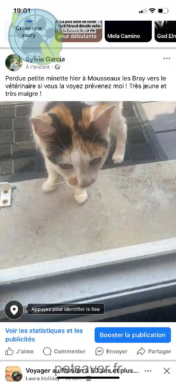 Chatte Perdue 77 Seine-et-Marne - Mimine Chatte Perdue 77 Seine-et-Marne - Mimine