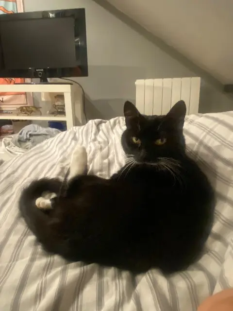 chatte lost   77124 Chauconin-Neufmontiers Minette