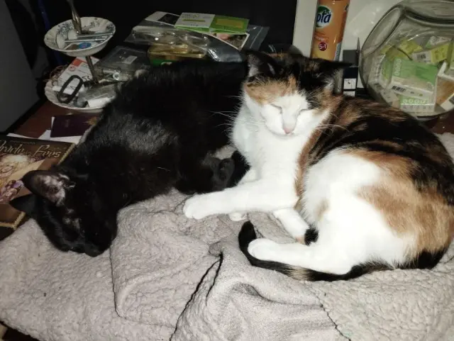 chatte lost   77500 Chelles Mini mini