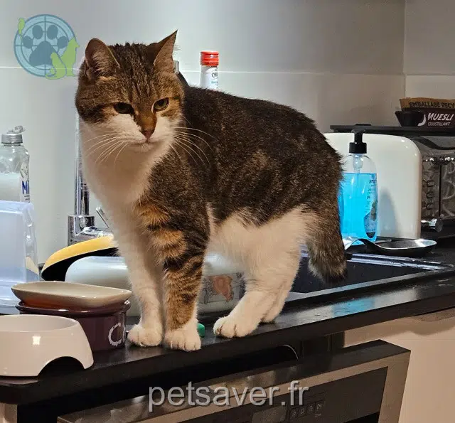 chatte lost   77700 Serris Minou