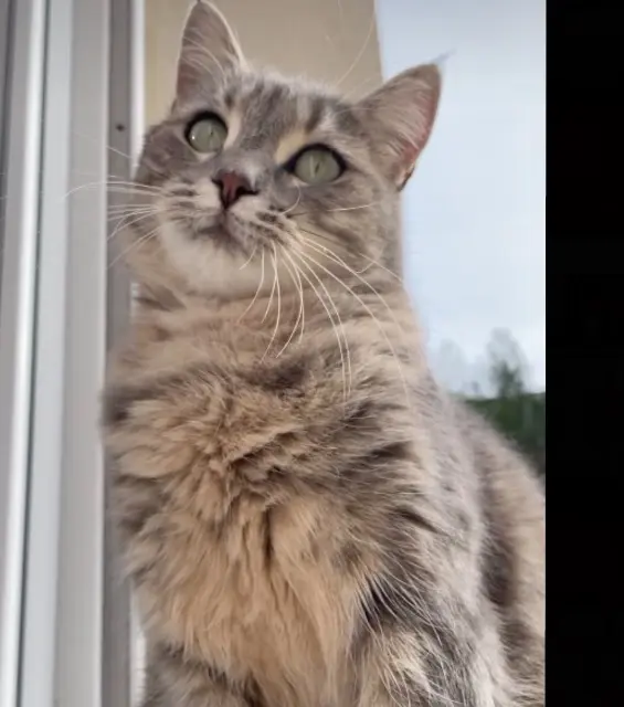 chatte lost   77130 Montereau-Fault-Yonne Minouche