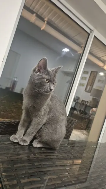 cat lost   77540 Courpalay Minouche