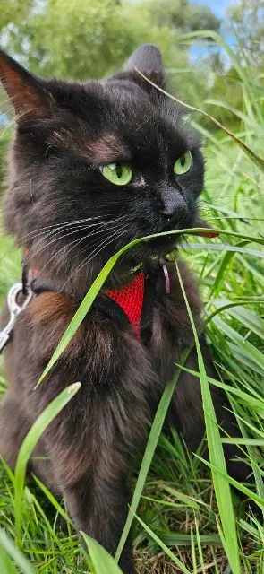 chatte lost   77124 Chauconin-Neufmontiers Mioumiou