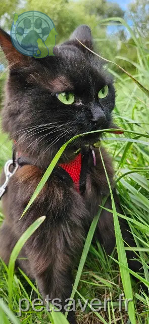 gata perdida 77124 Chauconin-Neufmontiers Mioumiou gata lost 77124 Chauconin-Neufmontiers Mioumiou